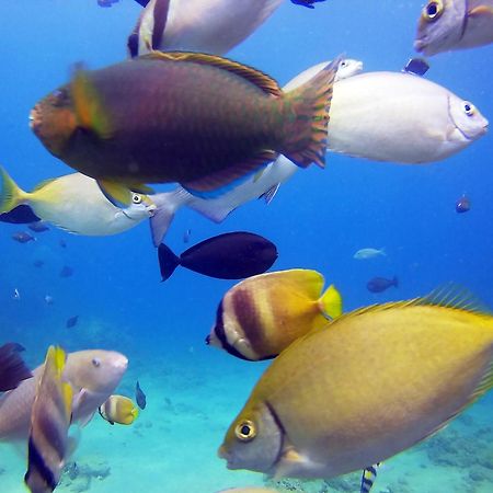 Dive And Trek Resort And Marine Sanctuary Bauan Buitenkant foto