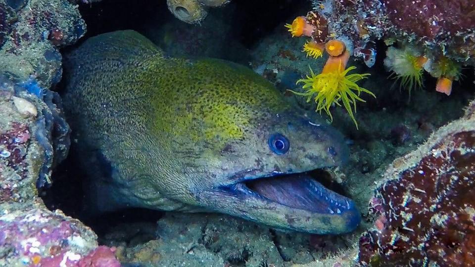 Dive And Trek Resort And Marine Sanctuary Bauan Buitenkant foto