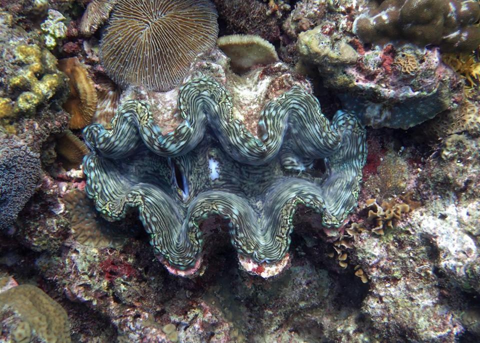Dive And Trek Resort And Marine Sanctuary Bauan Buitenkant foto