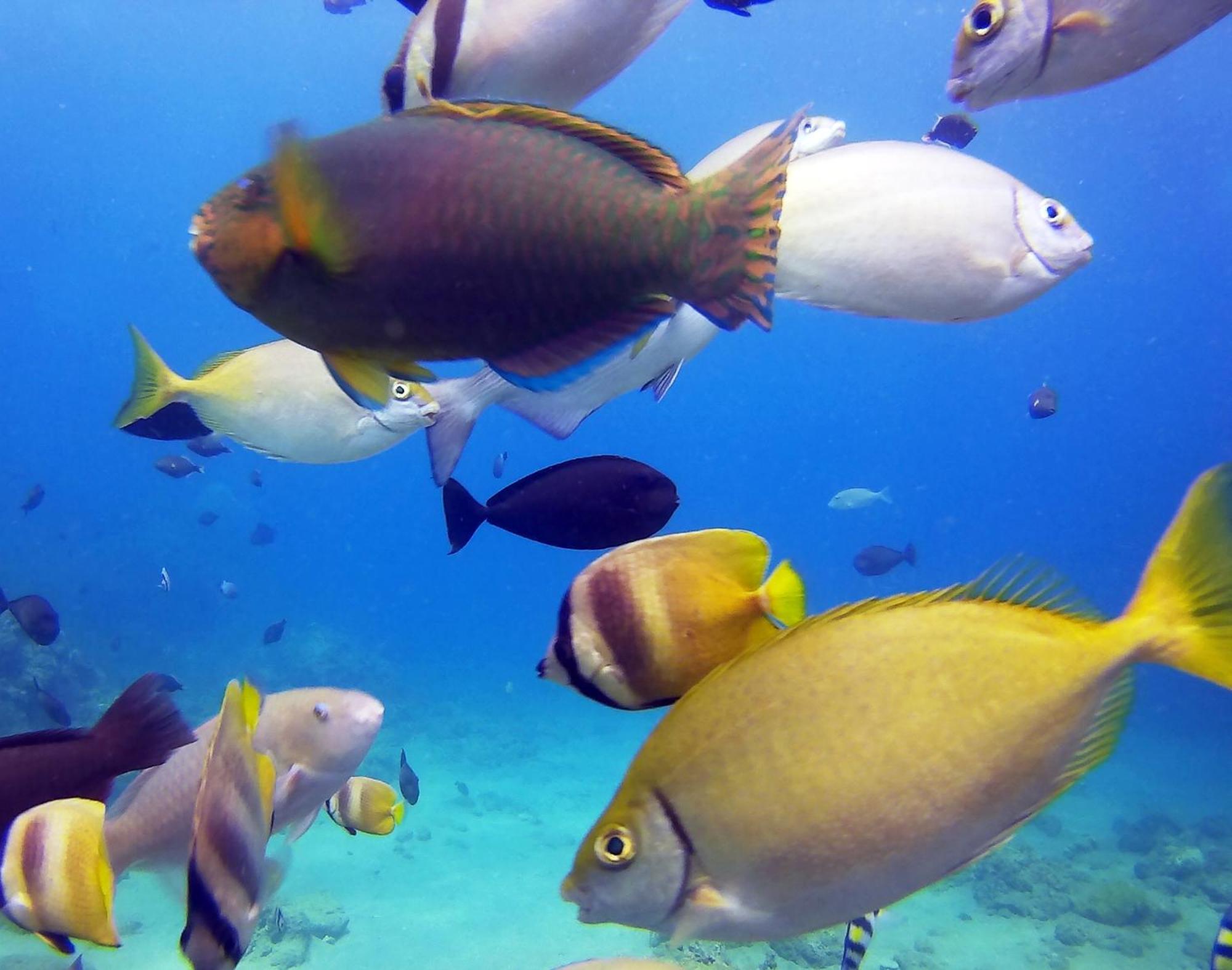 Dive And Trek Resort And Marine Sanctuary Bauan Buitenkant foto
